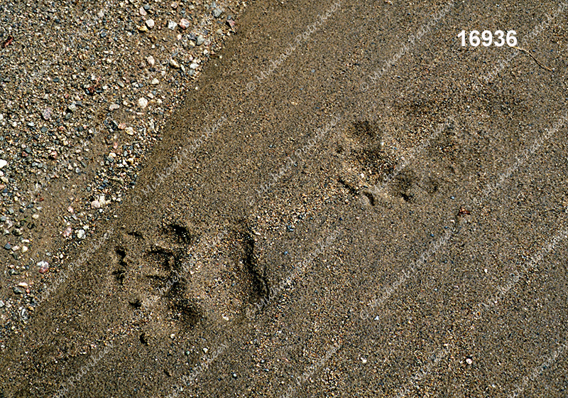 American Black Bear (Ursus americanus)